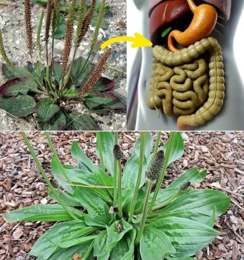Have you heard of greater plantain (Plantago major), often known simply as “broadleaf plantain” or “plantain”?